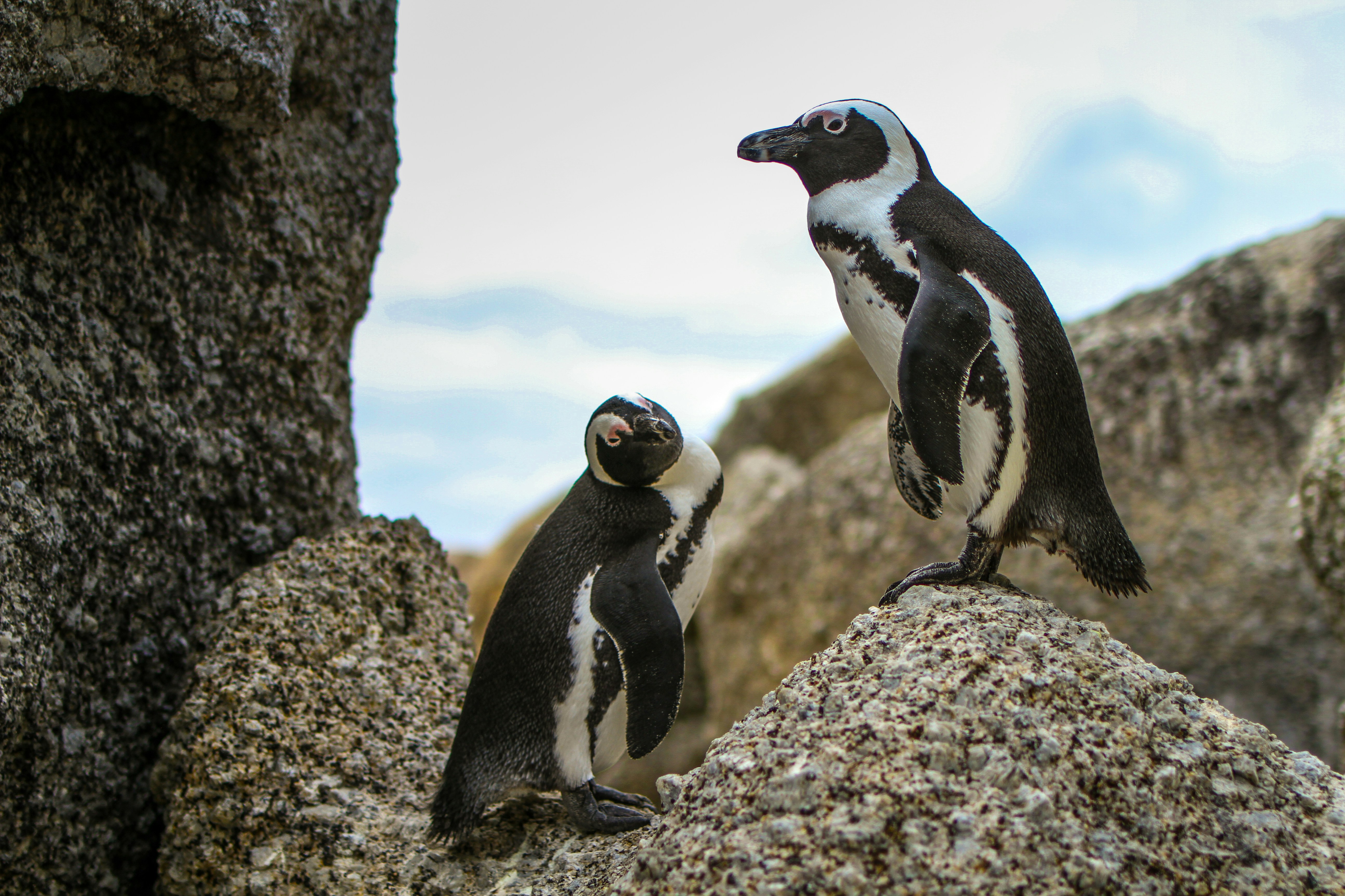 a couple of penguins standing on top of a rock