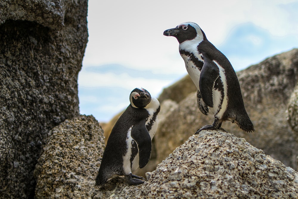a couple of penguins standing on top of a rock