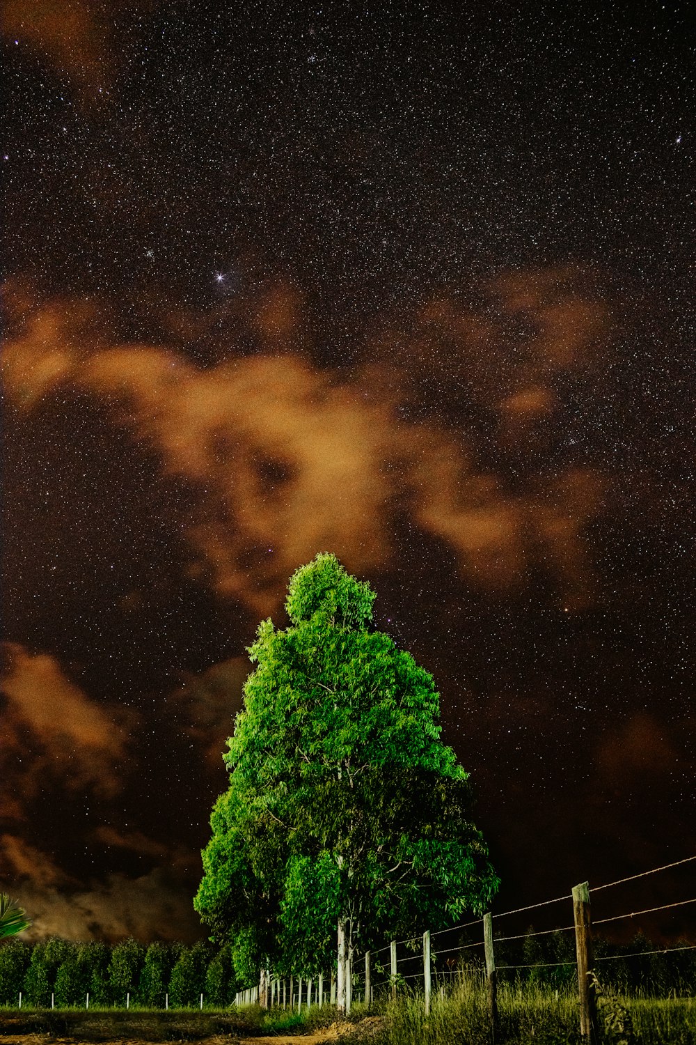 green leafed trees near fence during nighttime