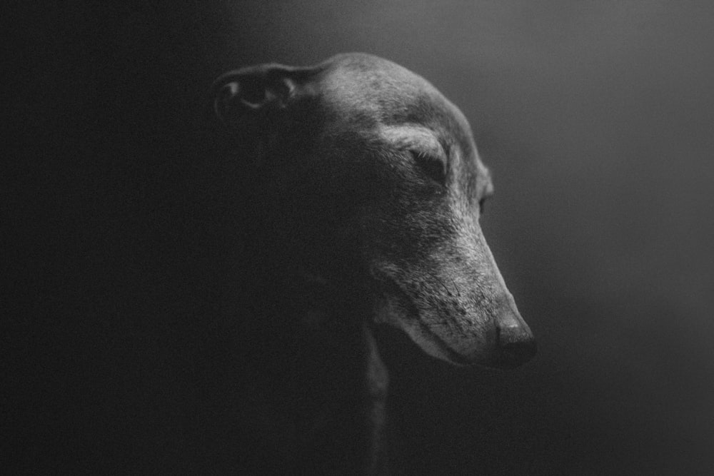 Fotografía en escala de grises de perro