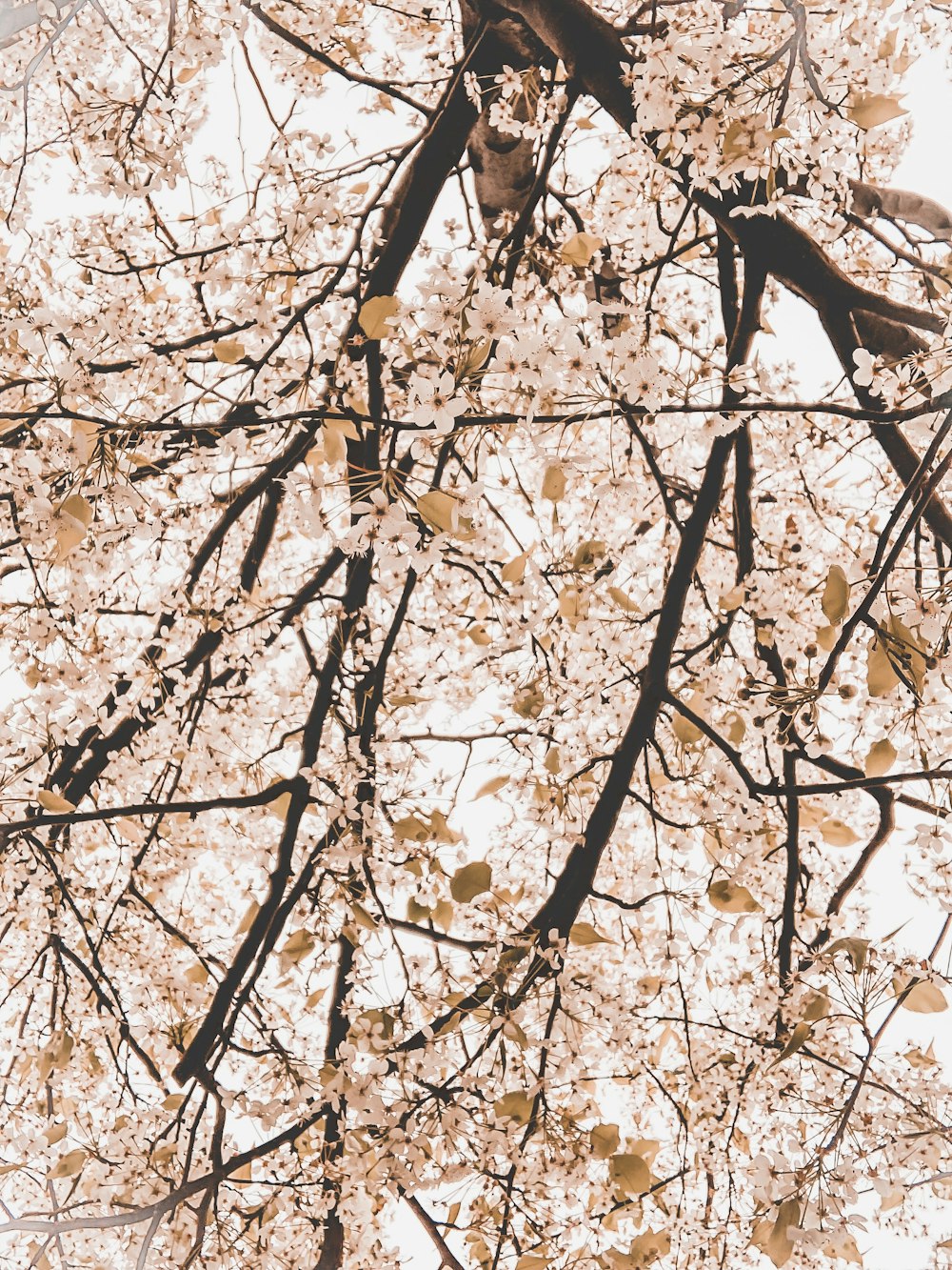 pink cherry blossom tree