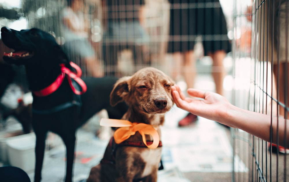 person touches dog's face