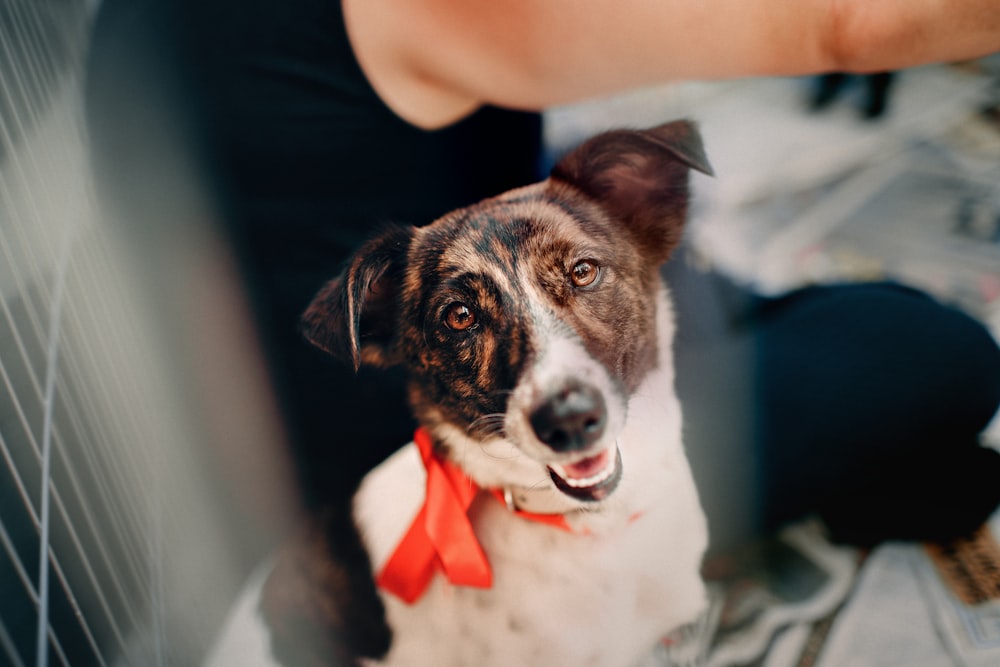 white and brown coated dog