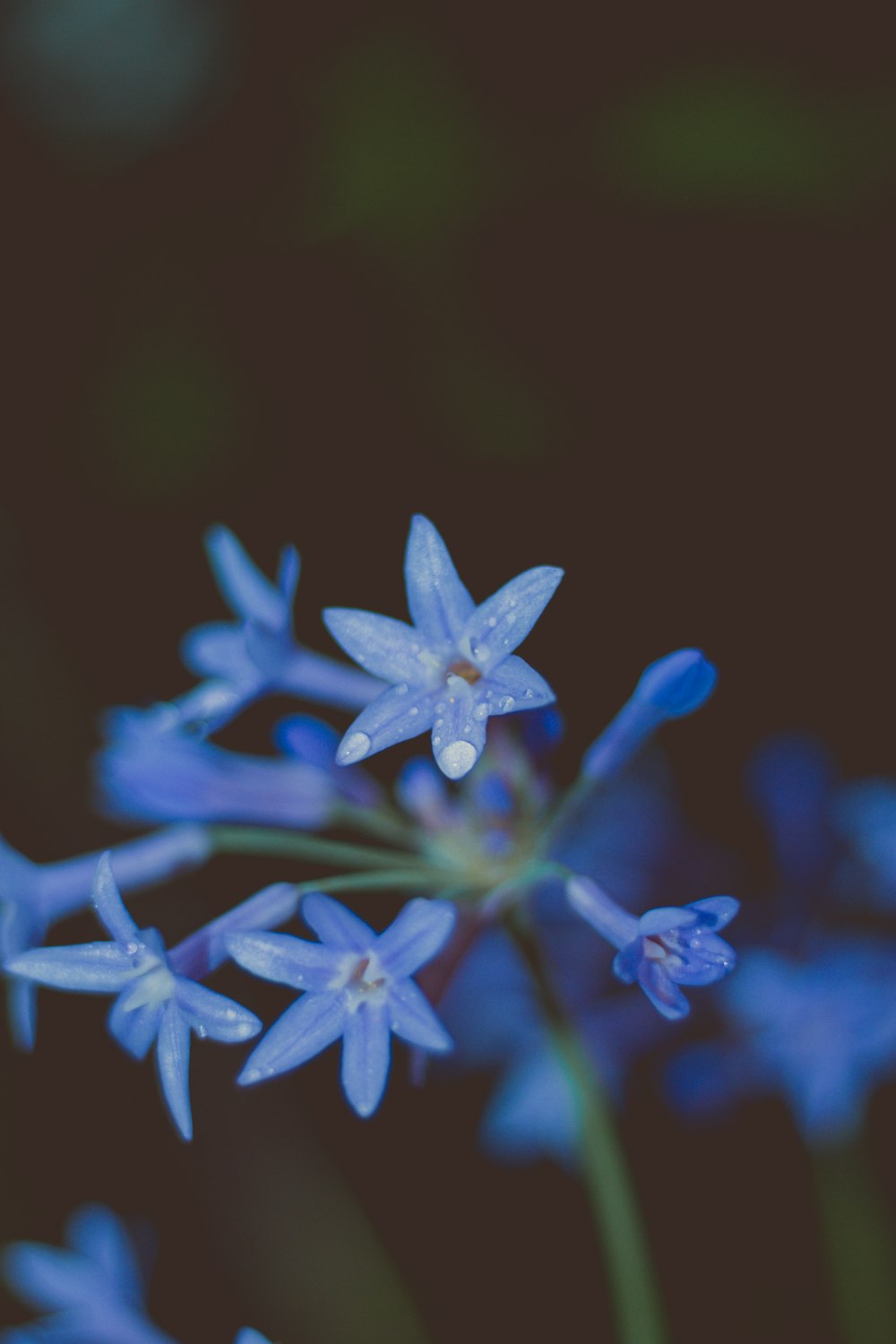 fiori blu che sbocciano