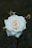 close up photography of white rose flower
