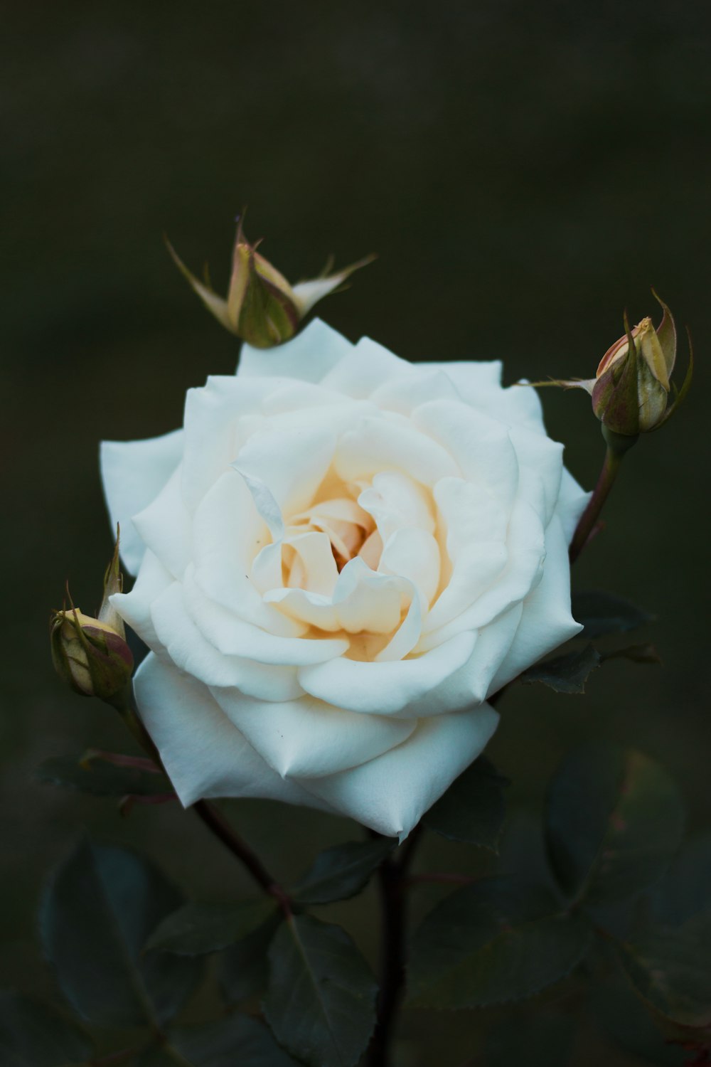 Photographie en gros plan de fleur de rose blanche