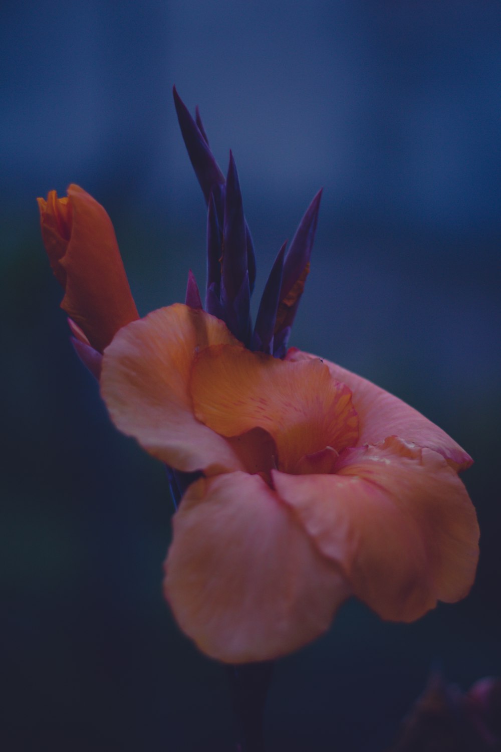 Flor de pétala laranja Macro Fotografia
