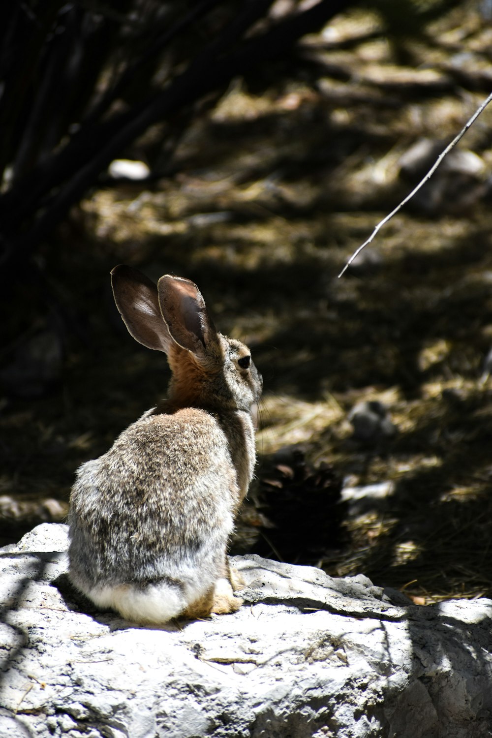 brown rabbit on rock