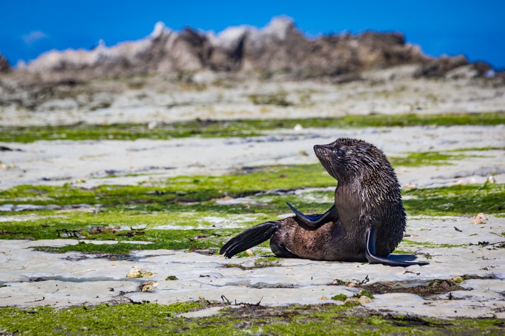 seal on white and green ground