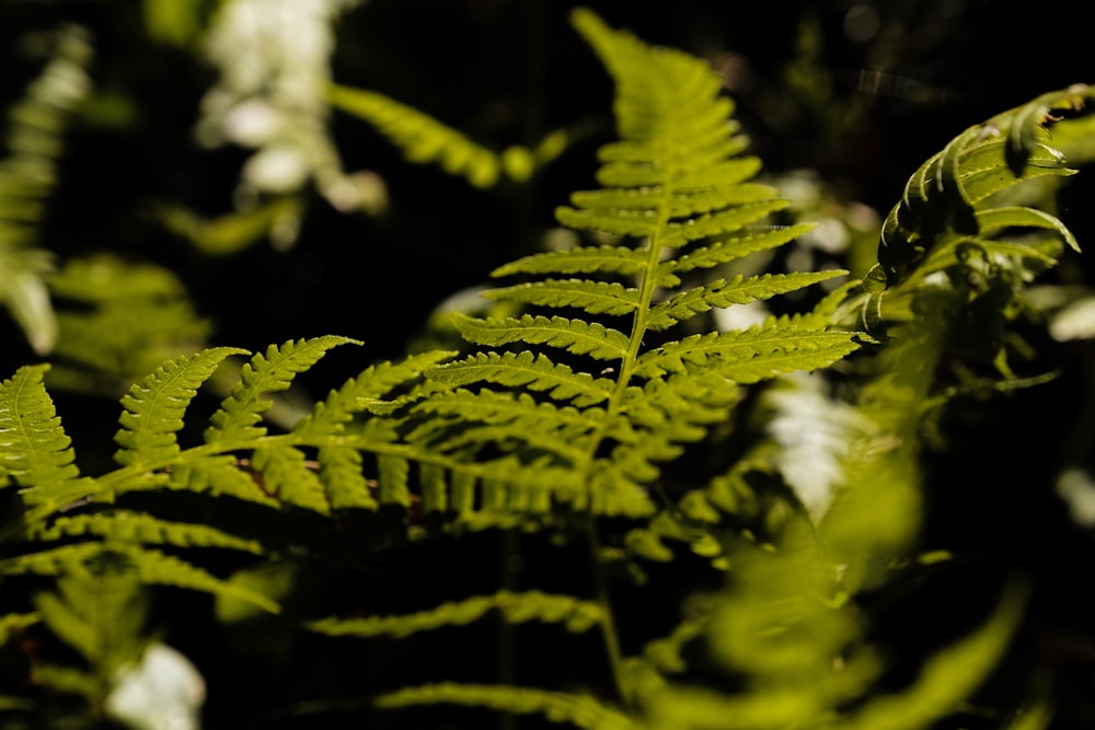 close-up photography of green fern