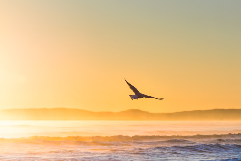 flying bird above sea