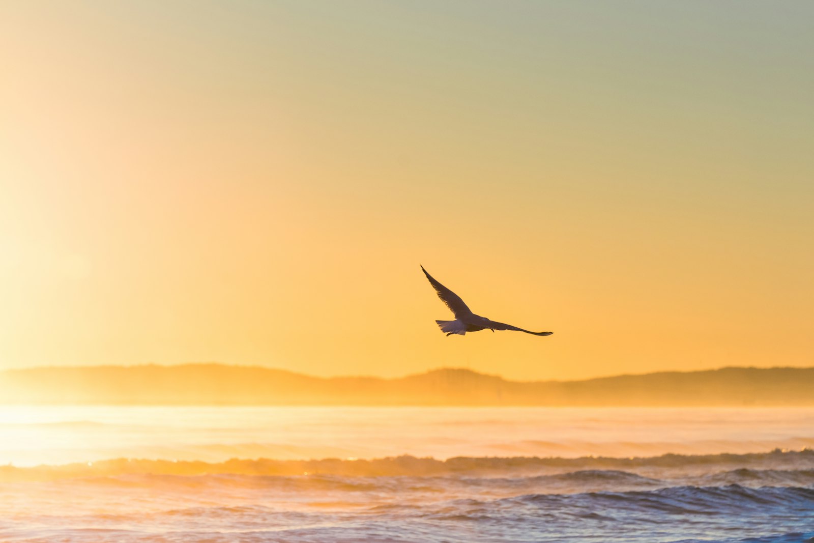 Nikon AF-S Nikkor 70-200mm F2.8G ED VR sample photo. Flying bird above sea photography