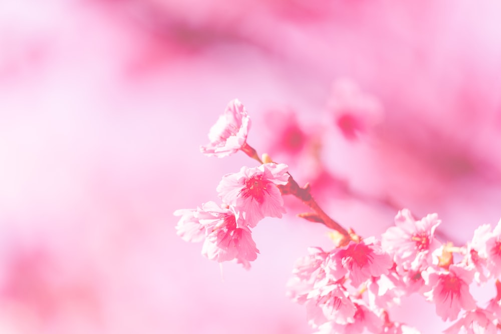 핑크 꽃잎 꽃의 사진 클로즈업