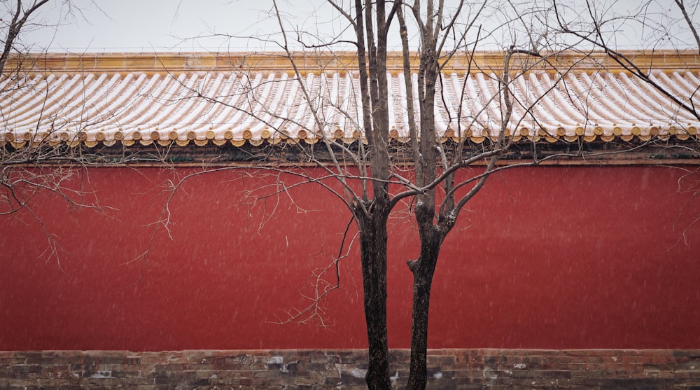 bare trees near red house