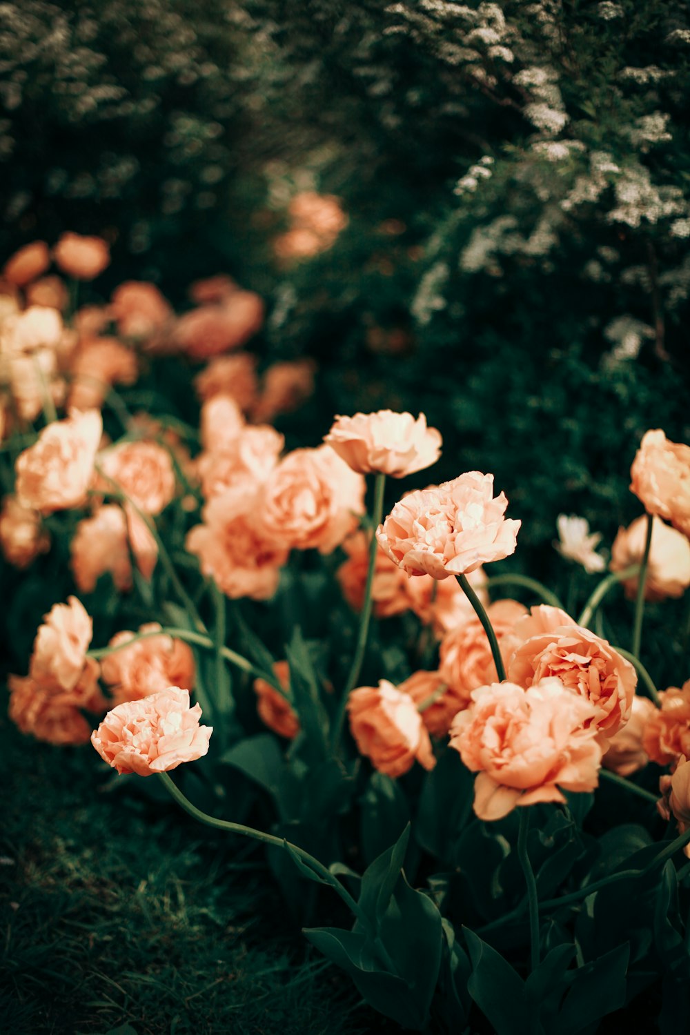 pink roses in close-up photography