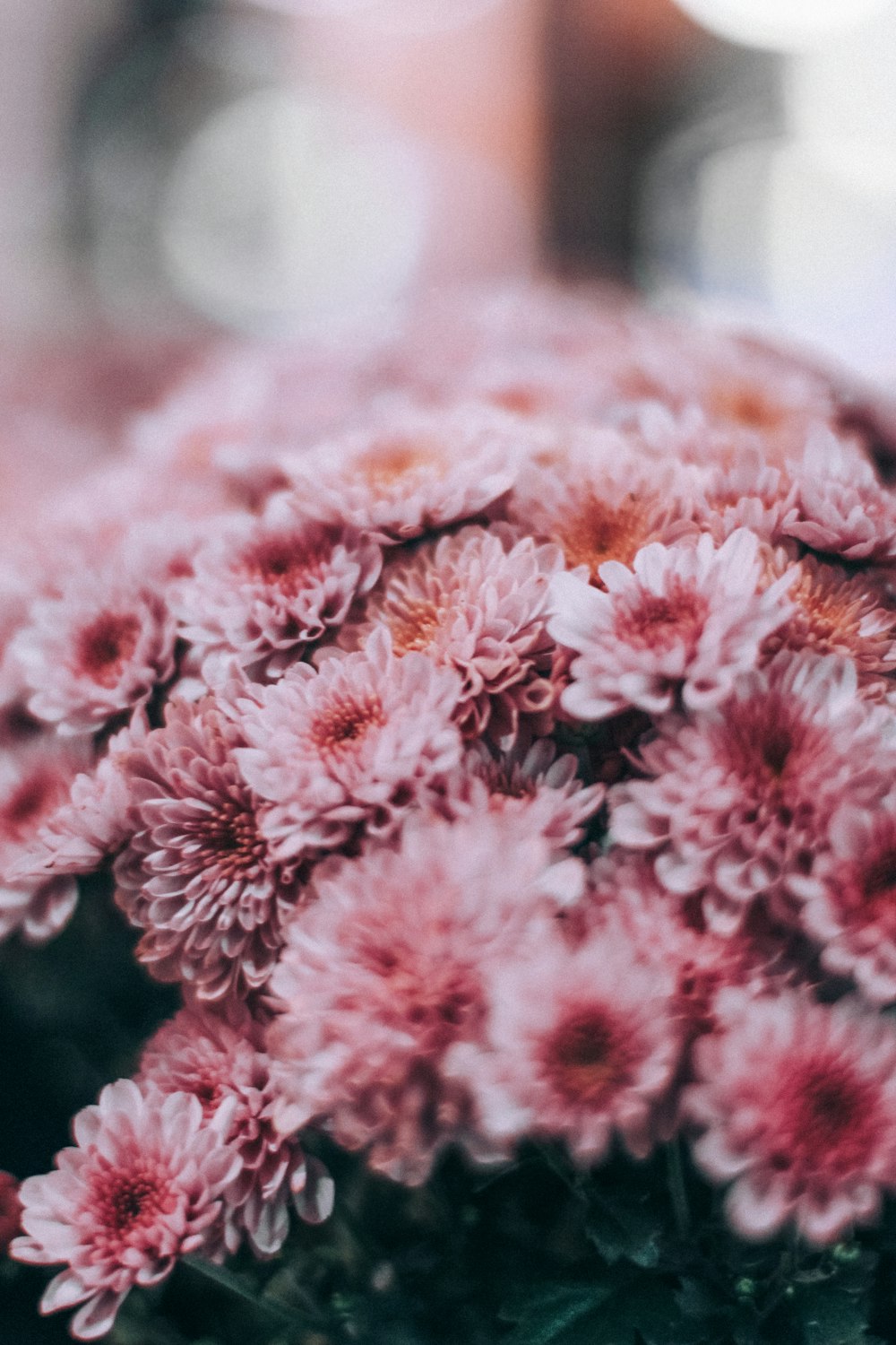 shallow focus photo of pink flowers