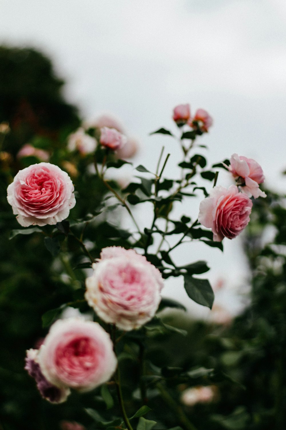 pink roses