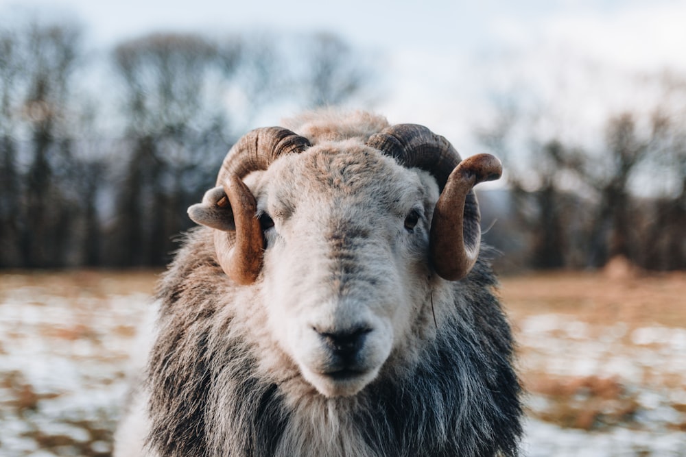 gray sheep during daytime