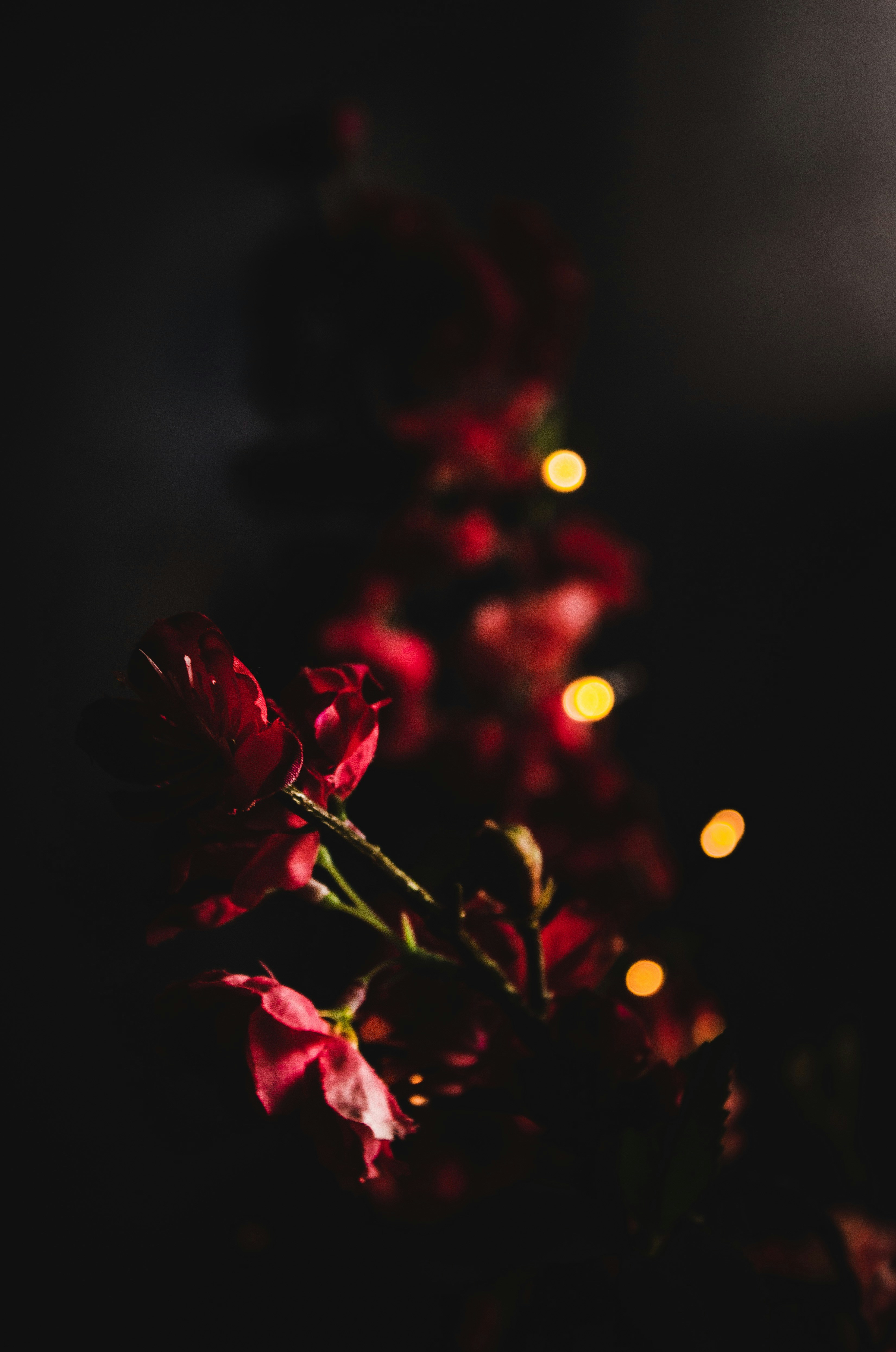 red flower at night photo – Free Plant Image on Unsplash