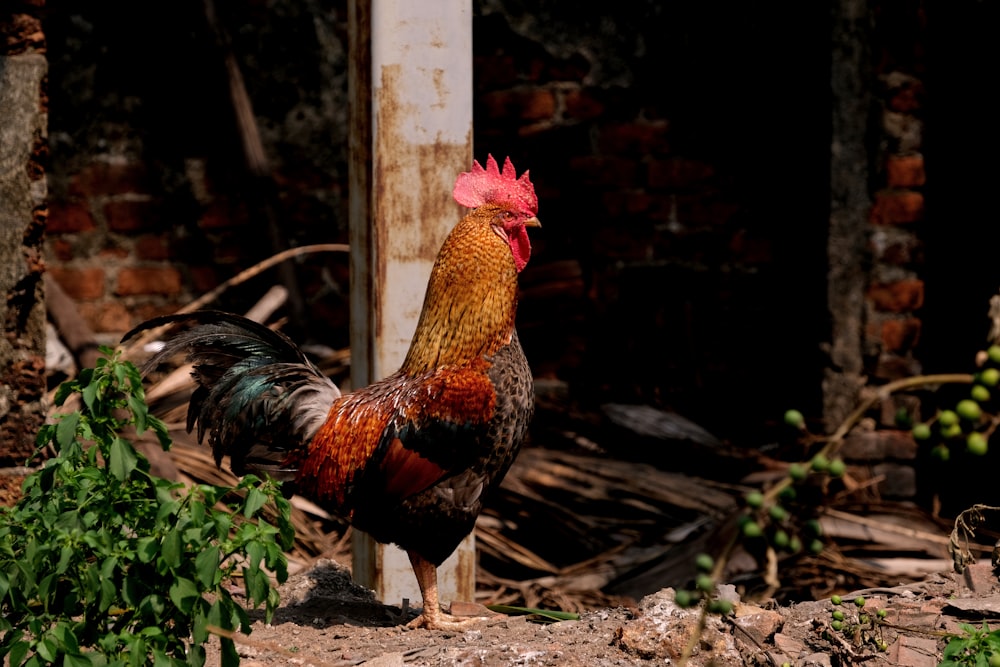 Coq Bulik debout à côté d’un poteau en métal