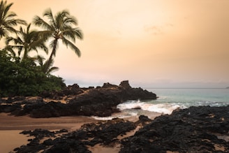 A tranquil beachside view showcasing palm trees and soft waves.