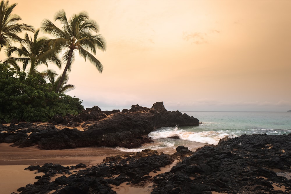 beach cliff near palm trees viewing calm sea