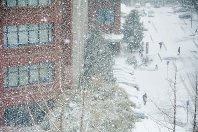 snow covered bare trees blizzard teams background