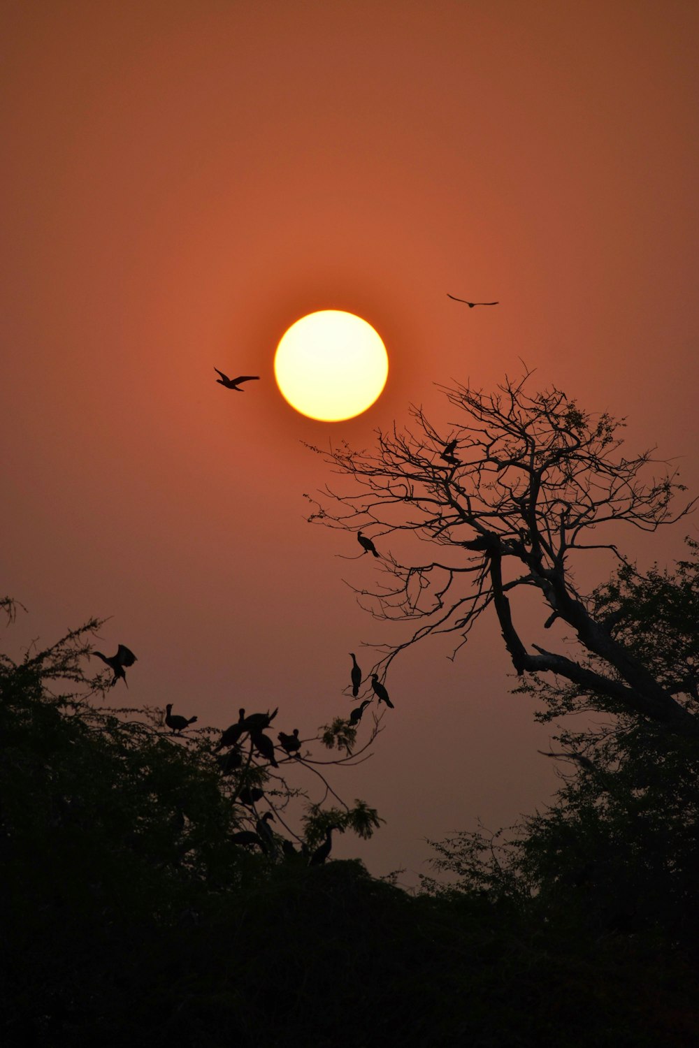 two birds flying above trees during full moon