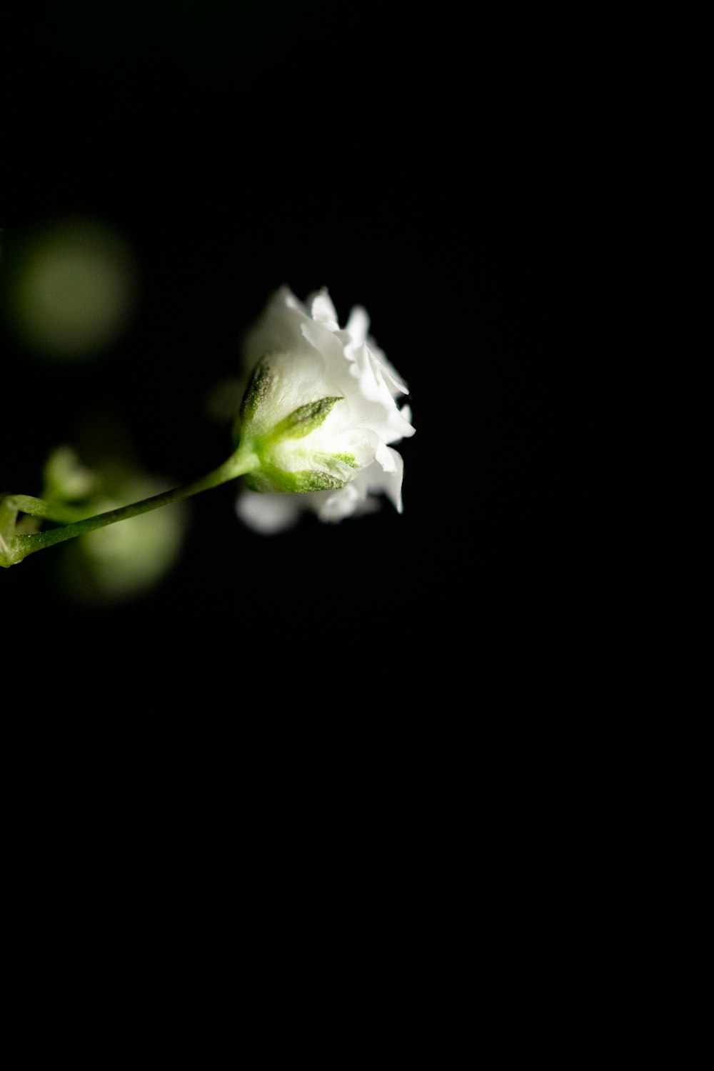 white petaled flower on bloom during daytime