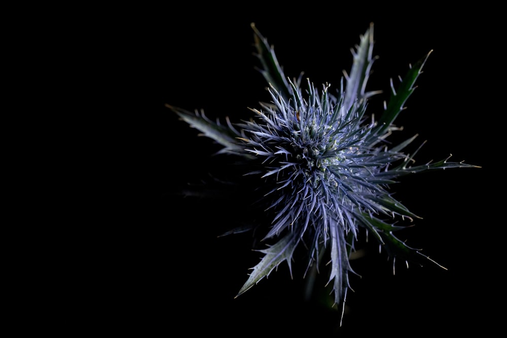 green-leafed plant with black background