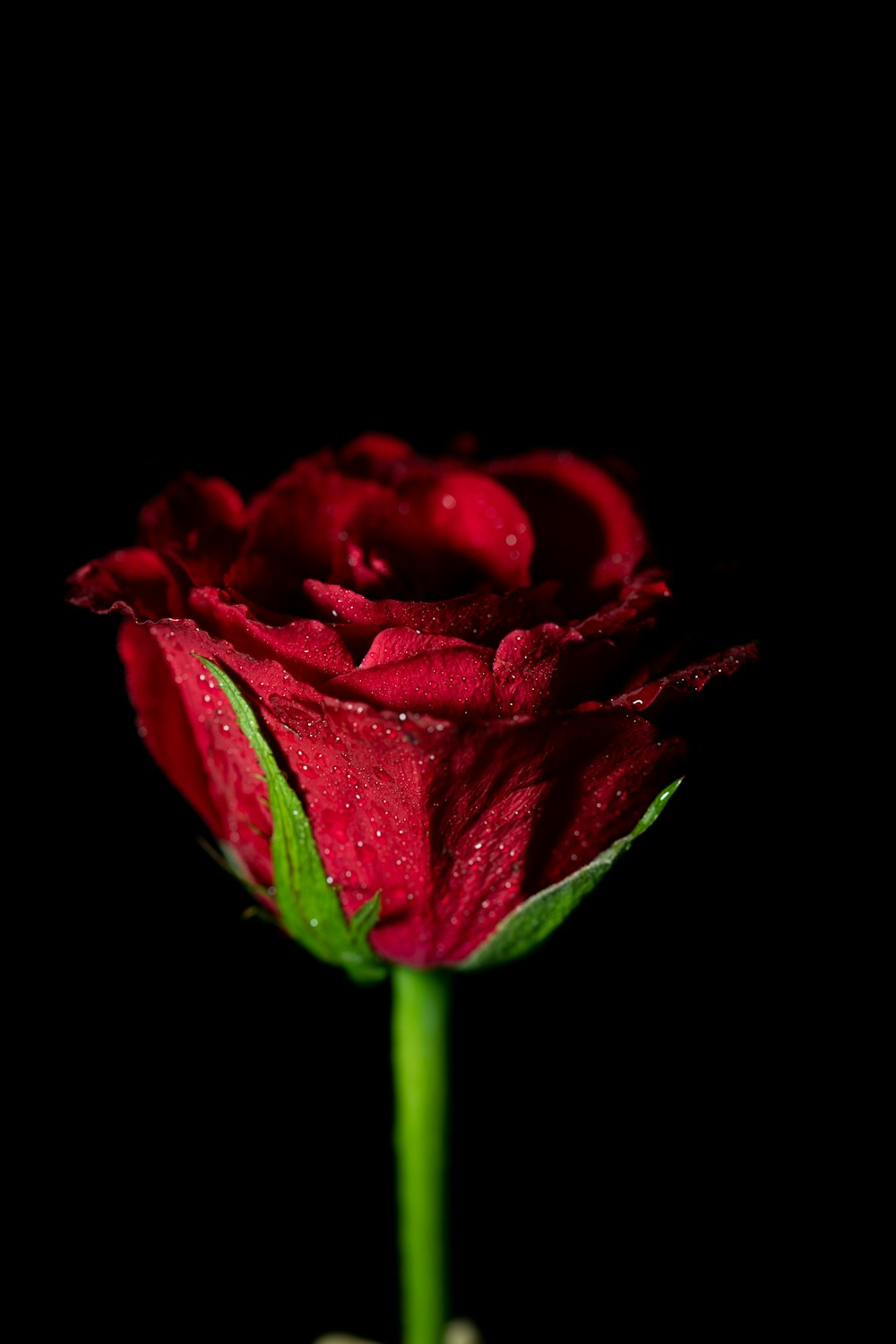red rose flower on bloom