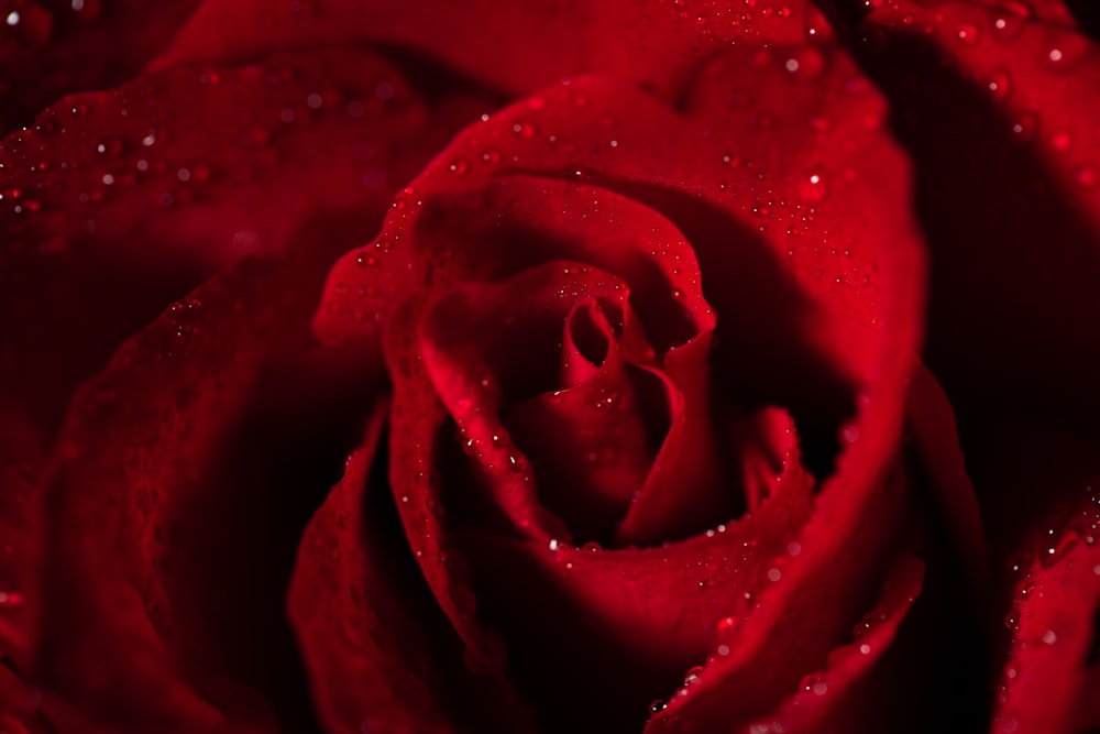 red rose in close-up photography
