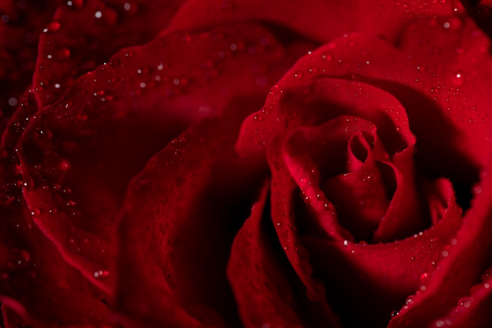 赤いバラの水滴