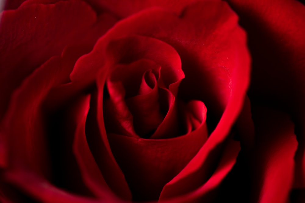 blooming red rose flower