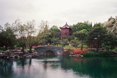 A serene Chinese garden with blooming cherry blossoms and a stone bridge.