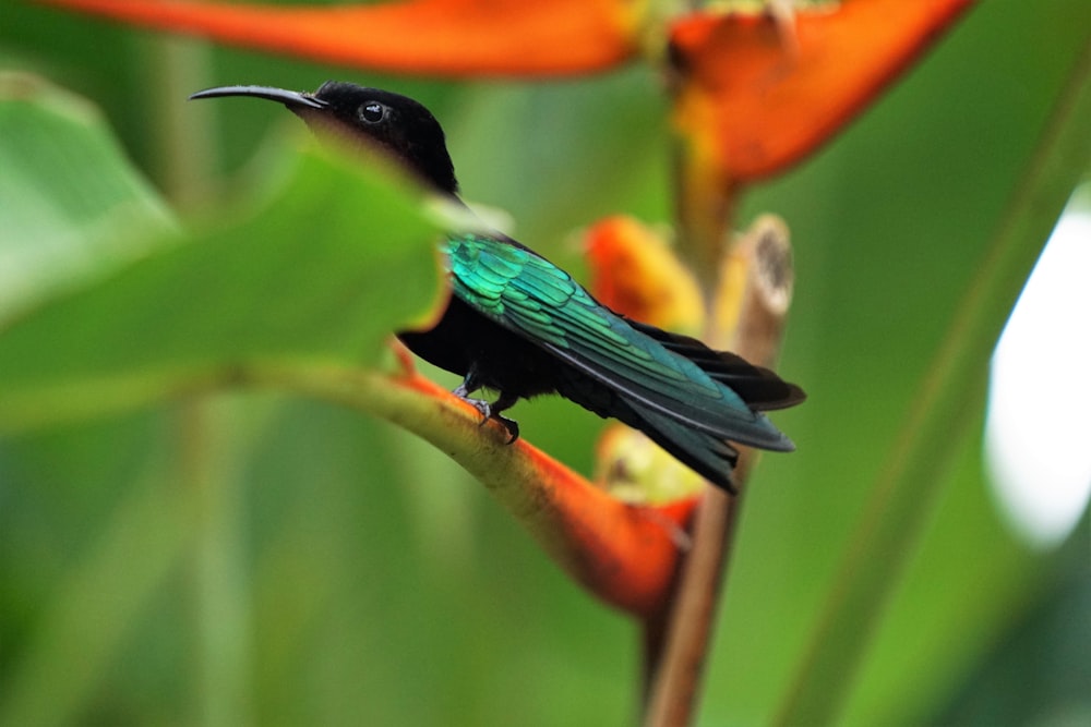 green and black bird perch on flower