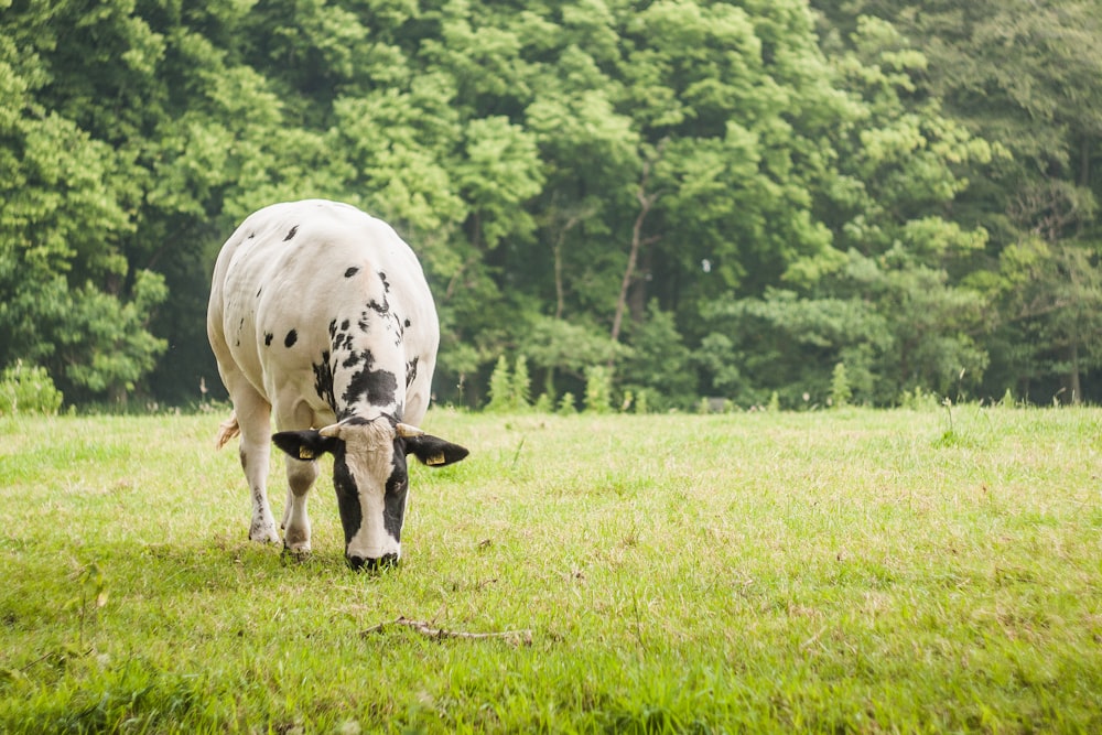 white and black cattle on green grass during daytime