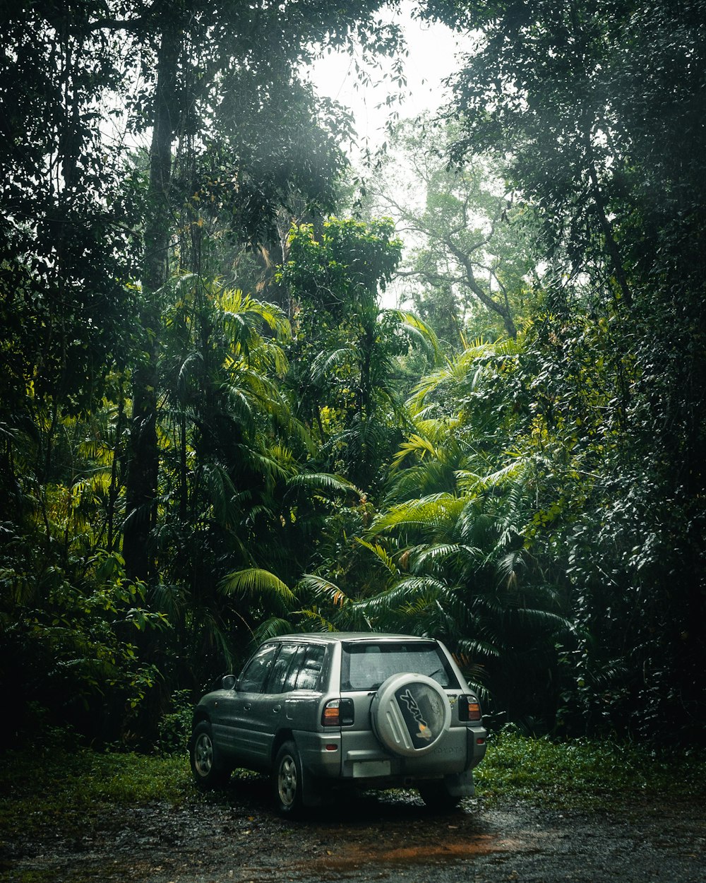 gray SUV parking near forest with trees