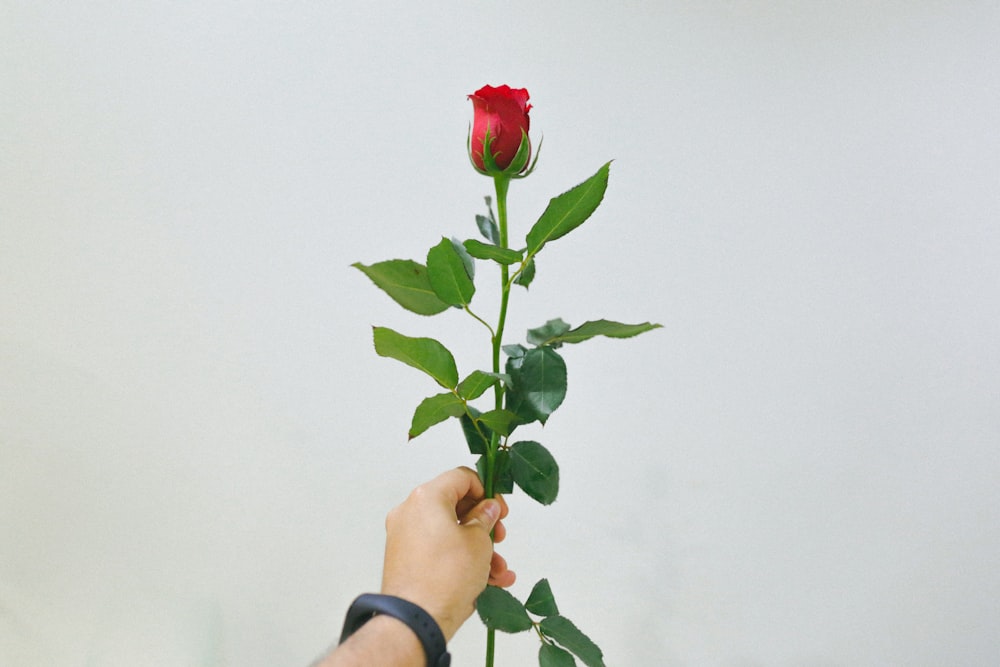 person holding red rose