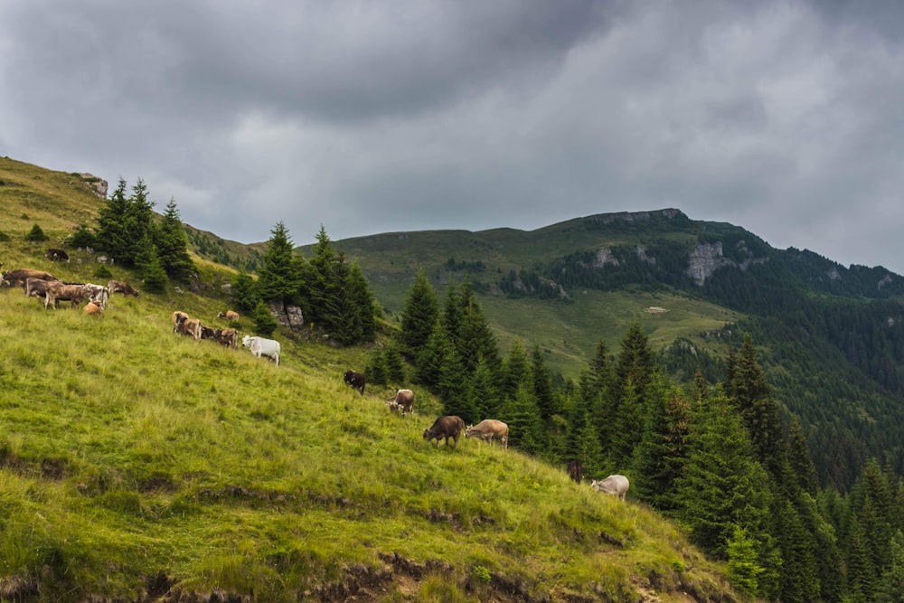 herd of cows under dark clouds