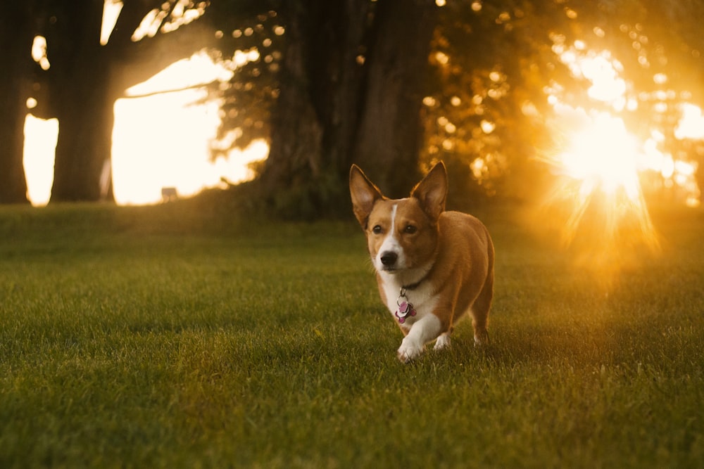 Corgi gallois Pembroke brun adulte sur un champ d’herbe