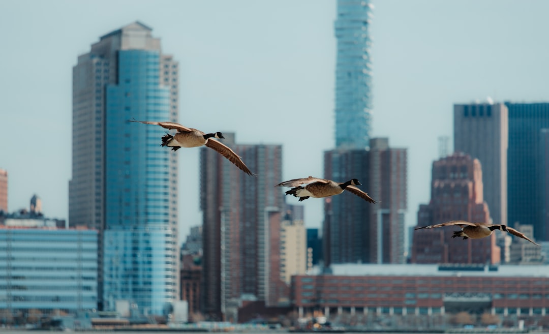 three brown birds near high rise buildings