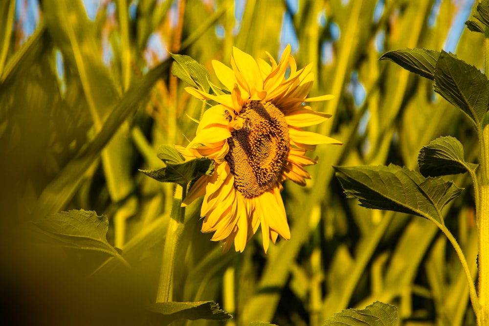 sunflower HD wallpaper