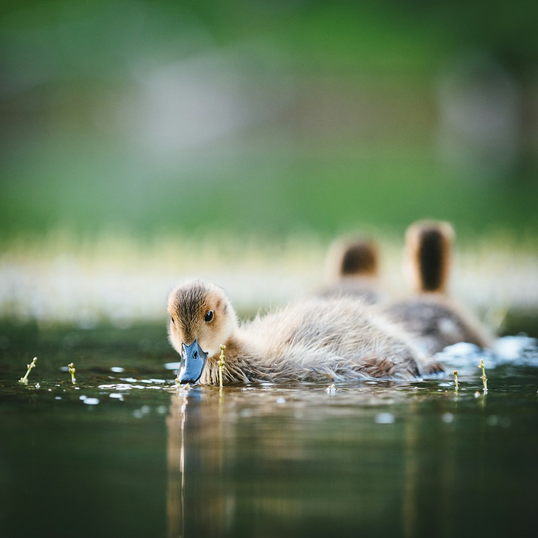 three yellow ducklings on body of water in close-up photography