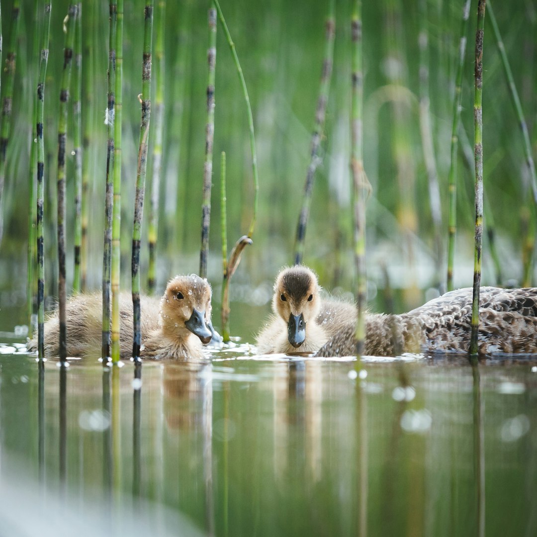 two duck on water