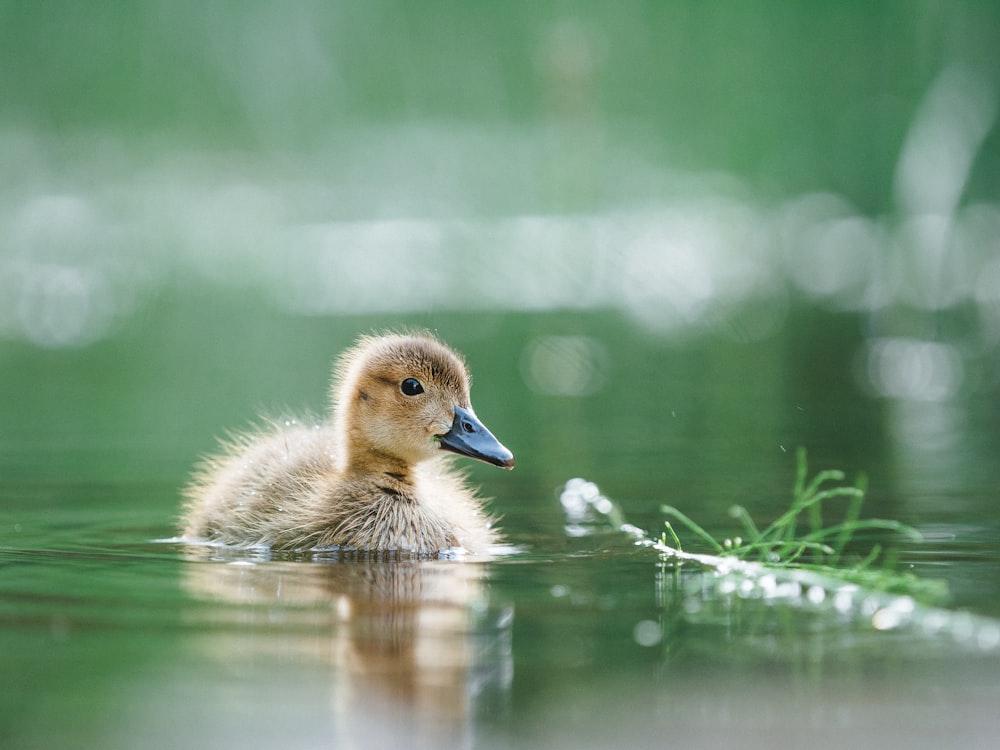 selective focus photography of of brown duckling on body of water