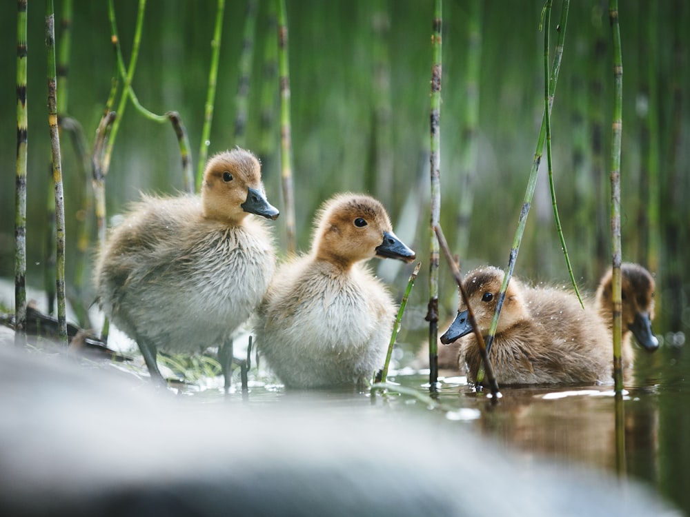 three brown ducklings on water