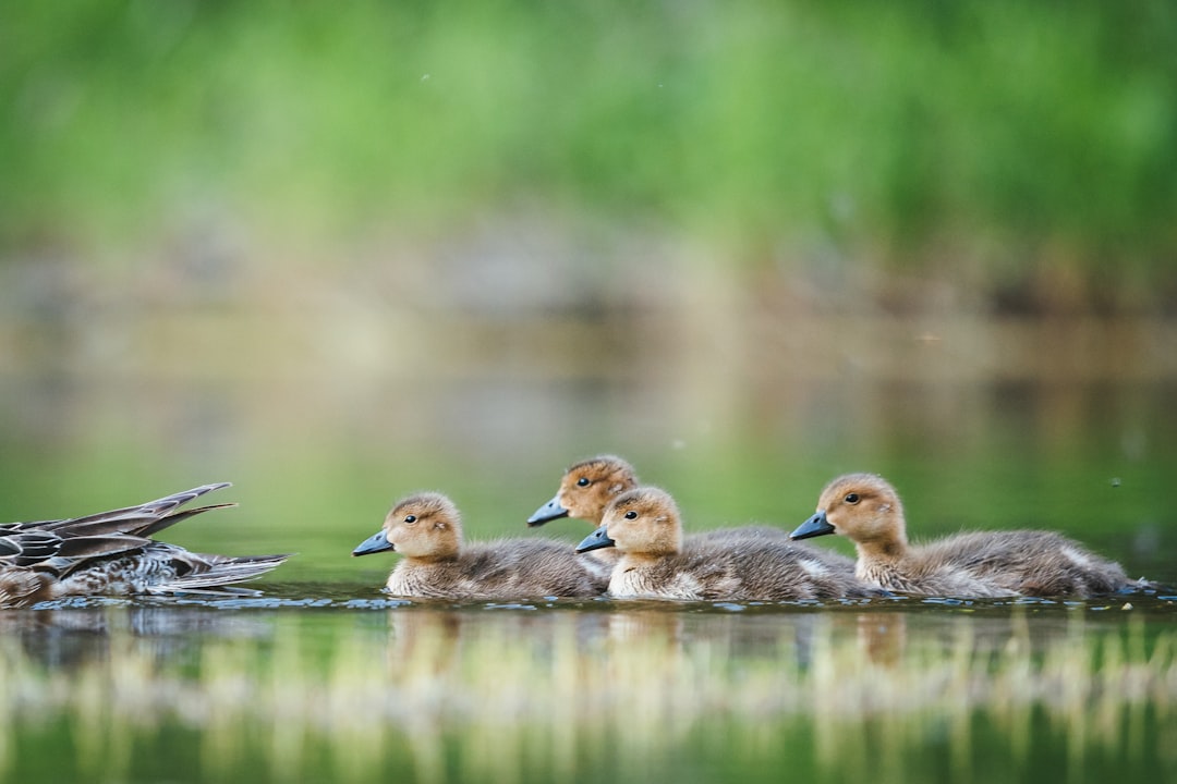 four brown ducklings