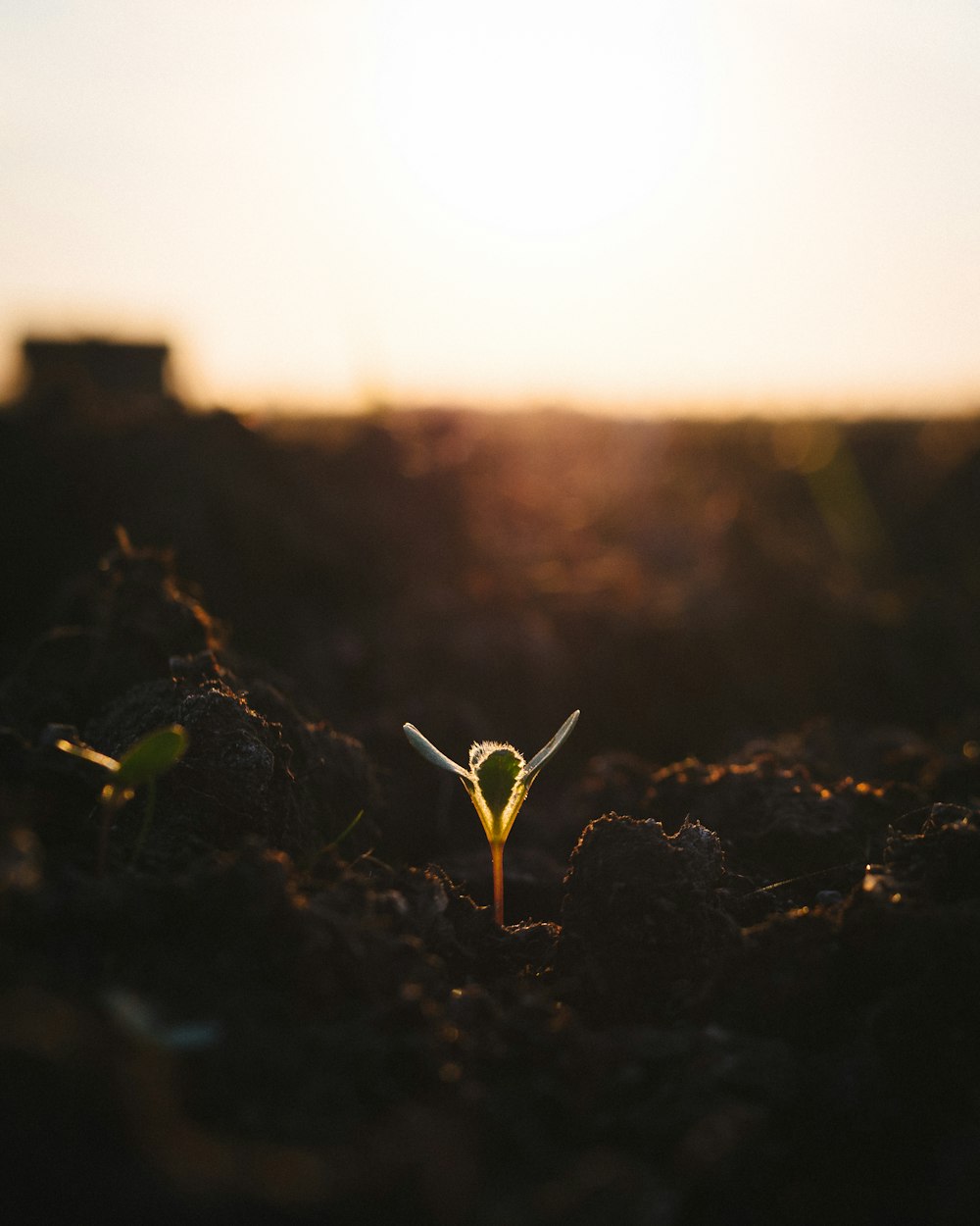 selective focus photography of of green plant