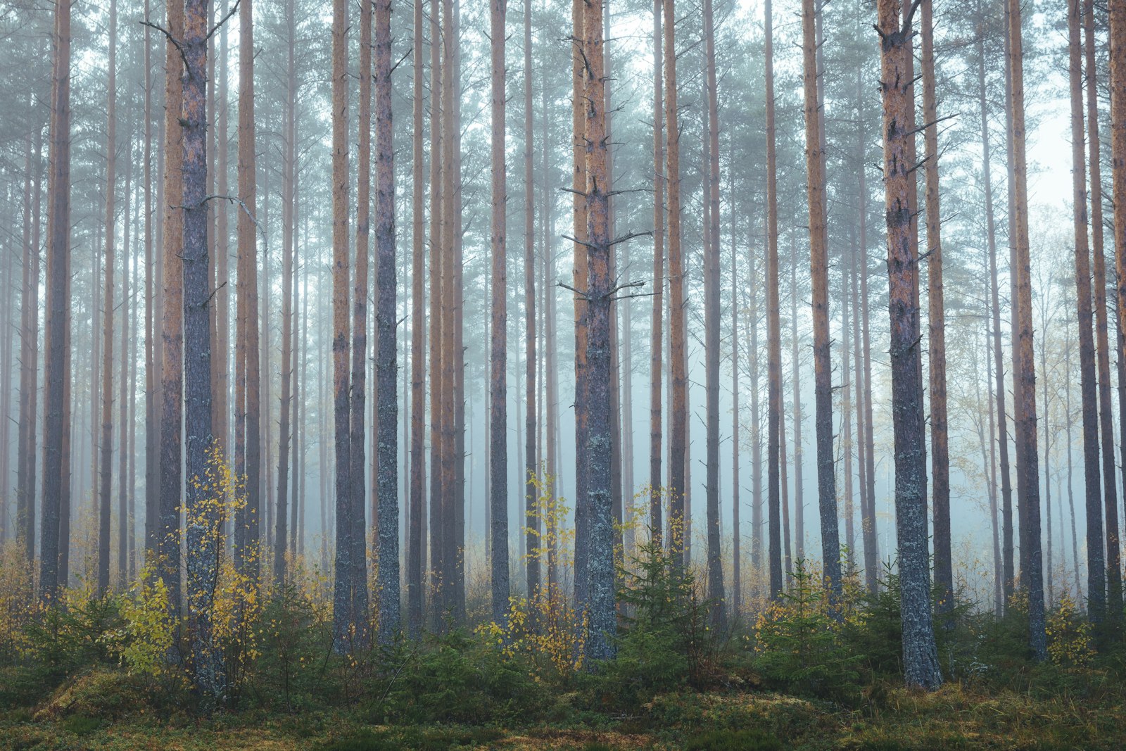 Nikon D7200 + Sigma 17-70mm F2.8-4 DC Macro OS HSM | C sample photo. Pine tress photography